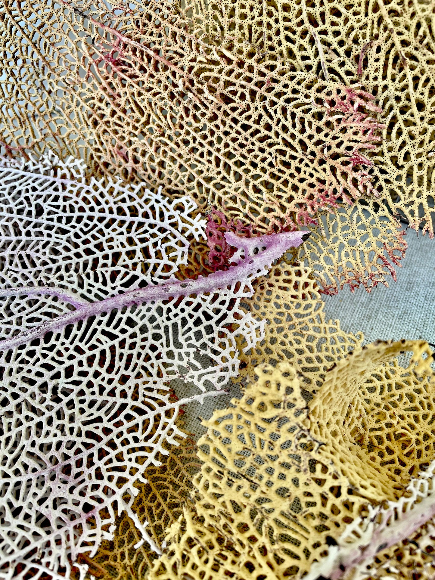 Real Natural Dried Sea Fan Pieces 4-6” Yellow beige Pink Color Beach Coastal Décor Decorative Crafts Art Bowl Filler