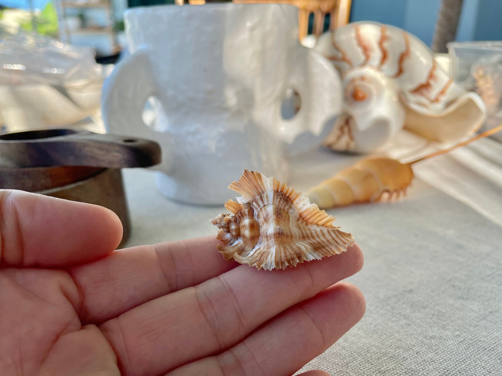 MIYOKOAE MUREX SHELL 1-2" Beige Brown White Coastal Décor Home Beach Nautical Miyoko