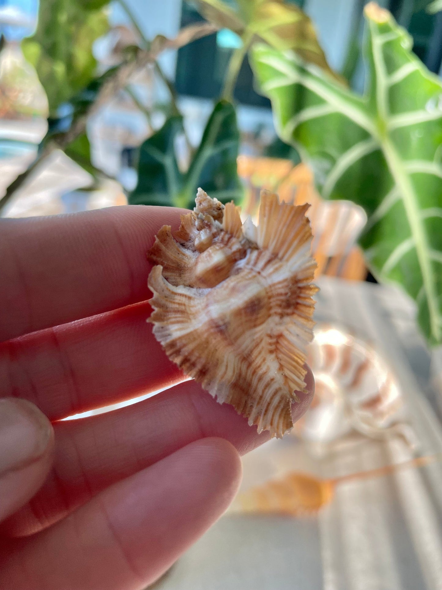 MIYOKOAE MUREX SHELL 1-2" Beige Brown White Coastal Décor Home Beach Nautical Miyoko