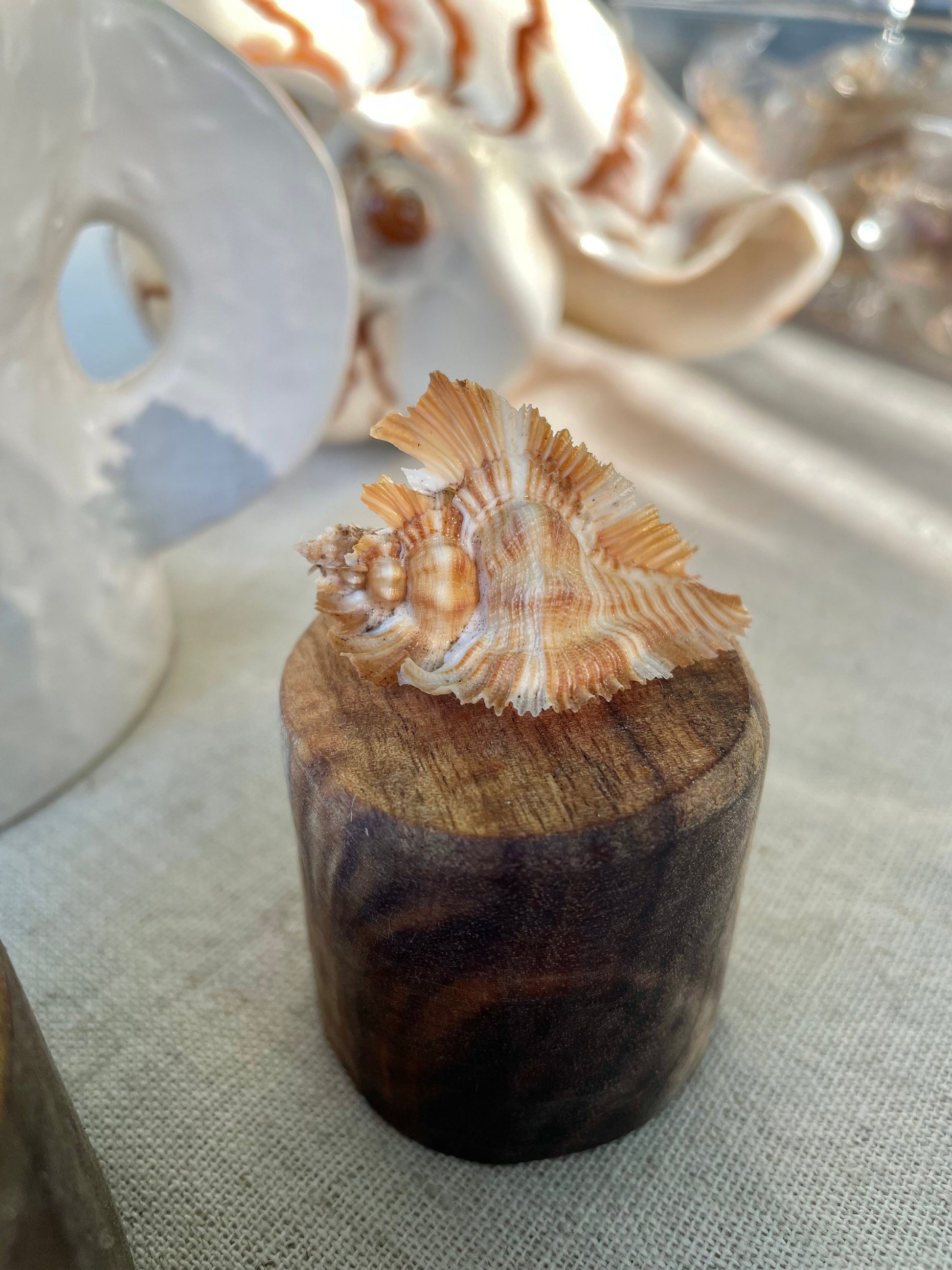 MIYOKOAE MUREX SHELL 1-2" Beige Brown White Coastal Décor Home Beach Nautical Miyoko