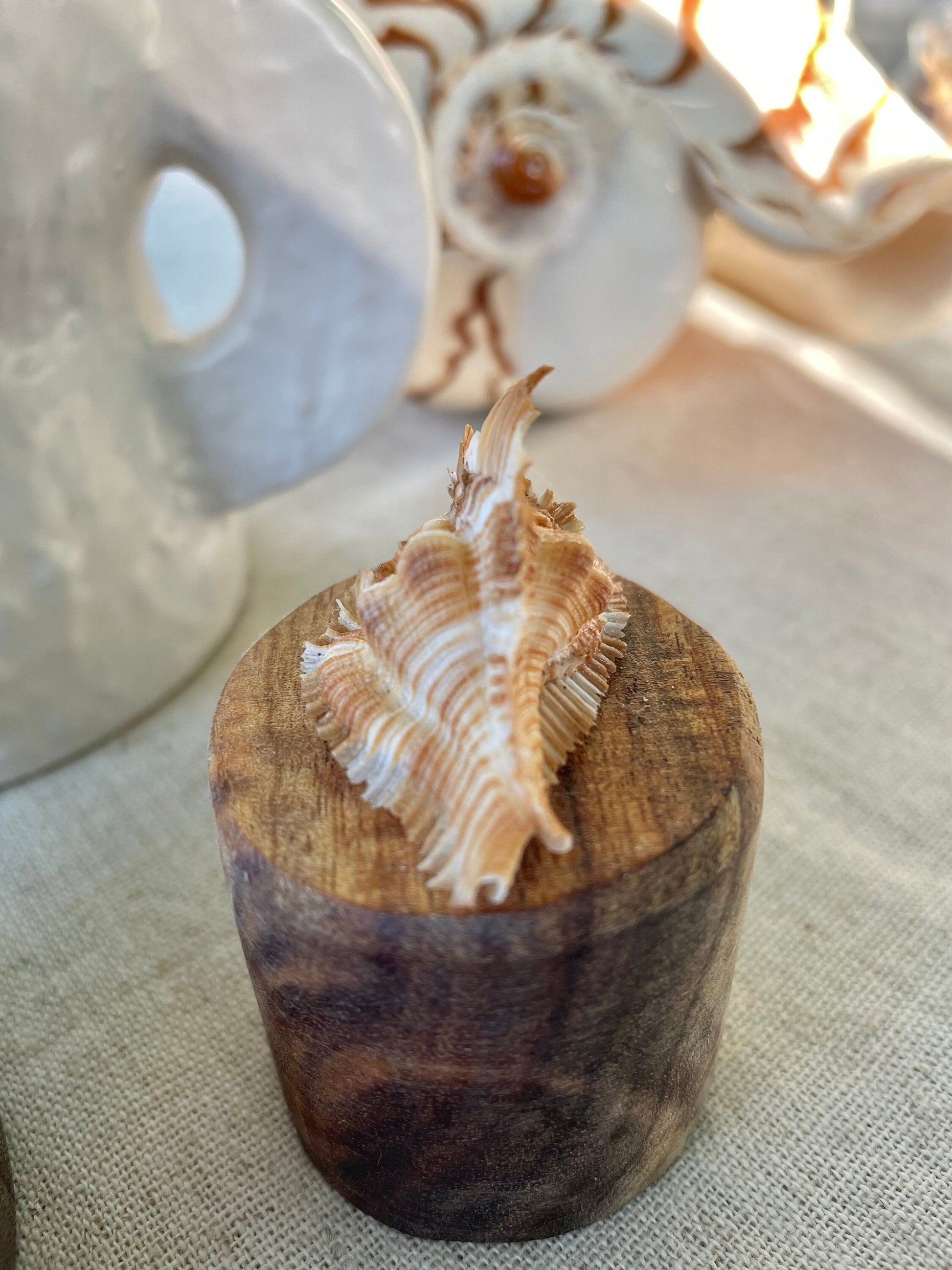 MIYOKOAE MUREX SHELL 1-2" Beige Brown White Coastal Décor Home Beach Nautical Miyoko