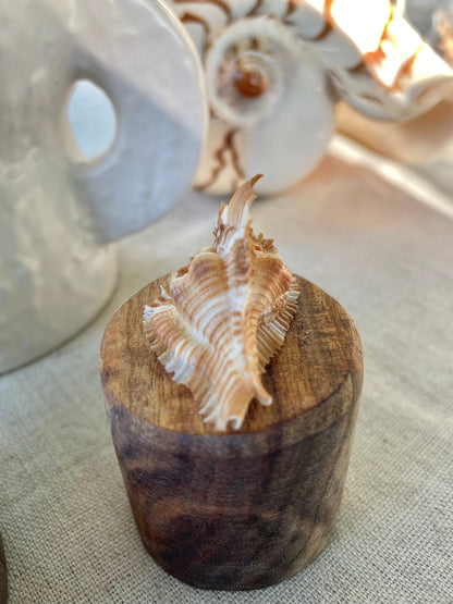 MIYOKOAE MUREX SHELL 1-2" Beige Brown White Coastal Décor Home Beach Nautical Miyoko