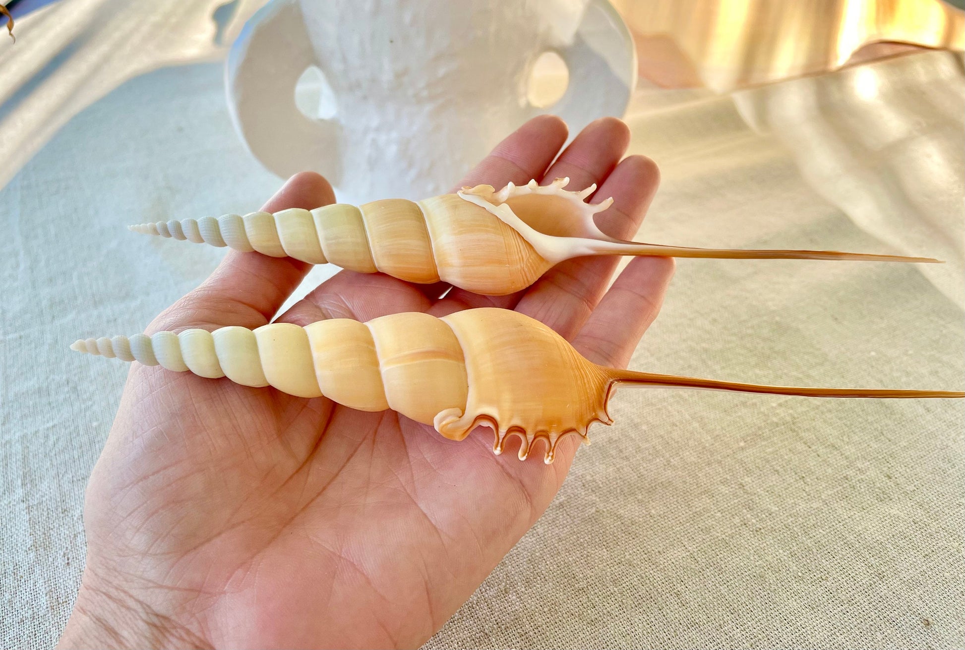 SHINBONE TIBIA Shells *All Sizes* Natural Orange Brown Display Seashells Fusus Coastal Beach Décor