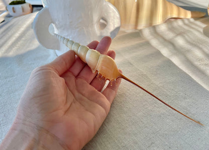 SHINBONE TIBIA Shells *All Sizes* Natural Orange Brown Display Seashells Fusus Coastal Beach Décor