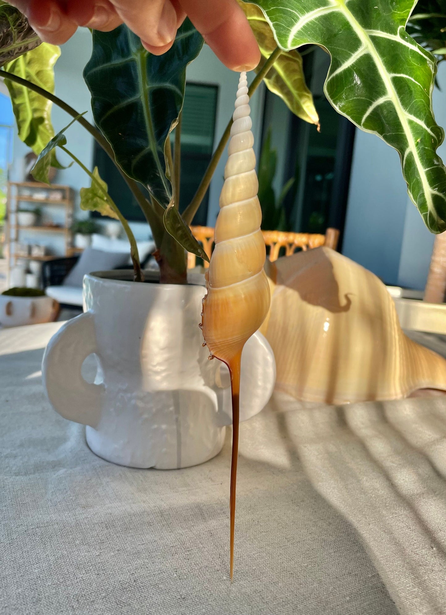 SHINBONE TIBIA Shells *All Sizes* Natural Orange Brown Display Seashells Fusus Coastal Beach Décor