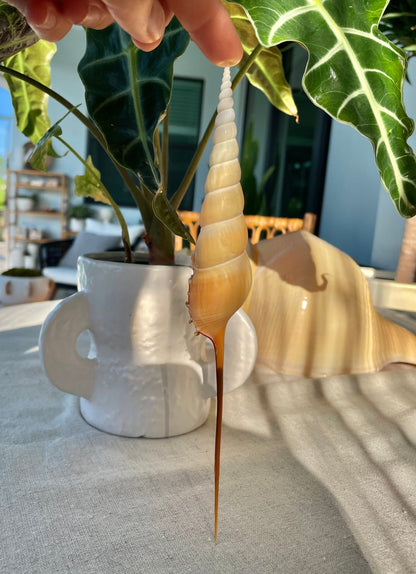 SHINBONE TIBIA Shells *All Sizes* Natural Orange Brown Display Seashells Fusus Coastal Beach Décor