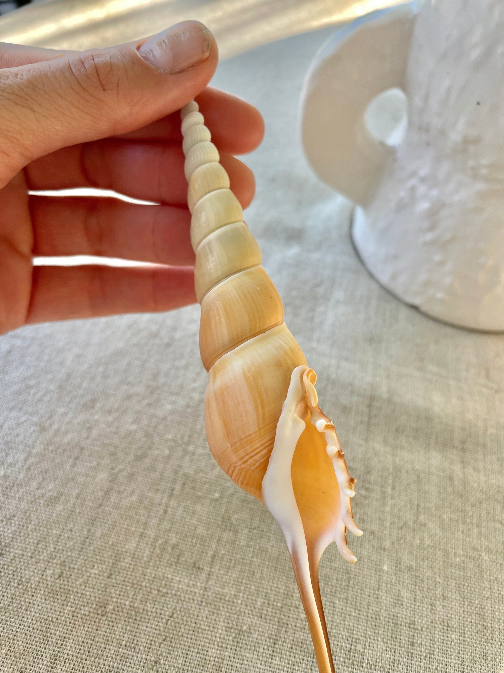 SHINBONE TIBIA Shells *All Sizes* Natural Orange Brown Display Seashells Fusus Coastal Beach Décor