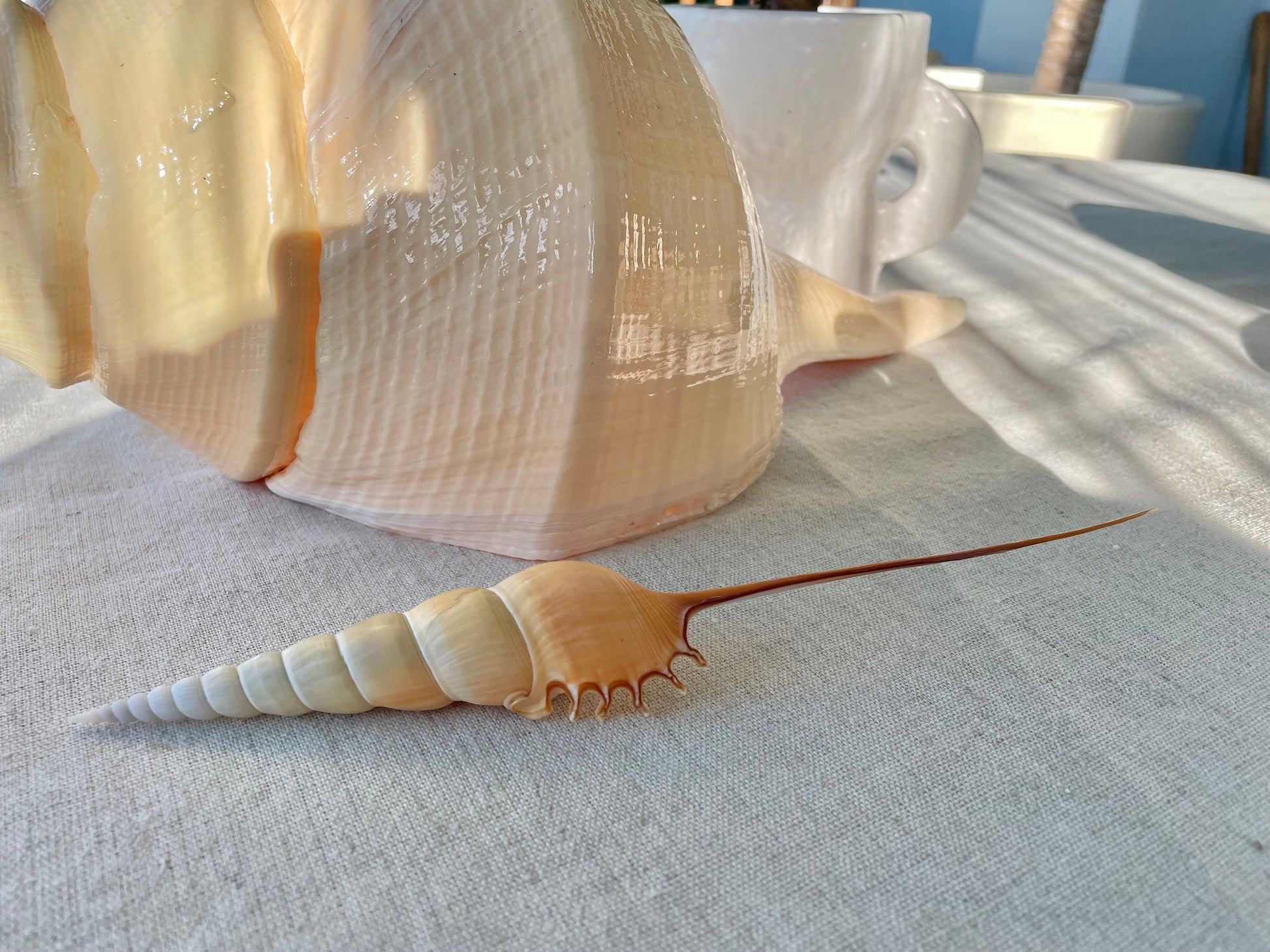 SHINBONE TIBIA Shells *All Sizes* Natural Orange Brown Display Seashells Fusus Coastal Beach Décor