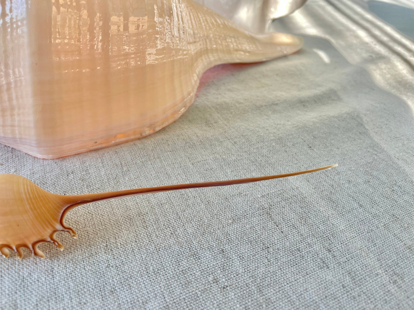 SHINBONE TIBIA Shells *All Sizes* Natural Orange Brown Display Seashells Fusus Coastal Beach Décor