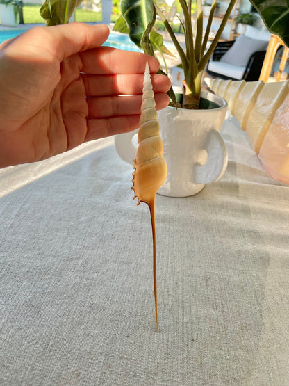 SHINBONE TIBIA Shells *All Sizes* Unique Collectors Seashells Coastal Décor