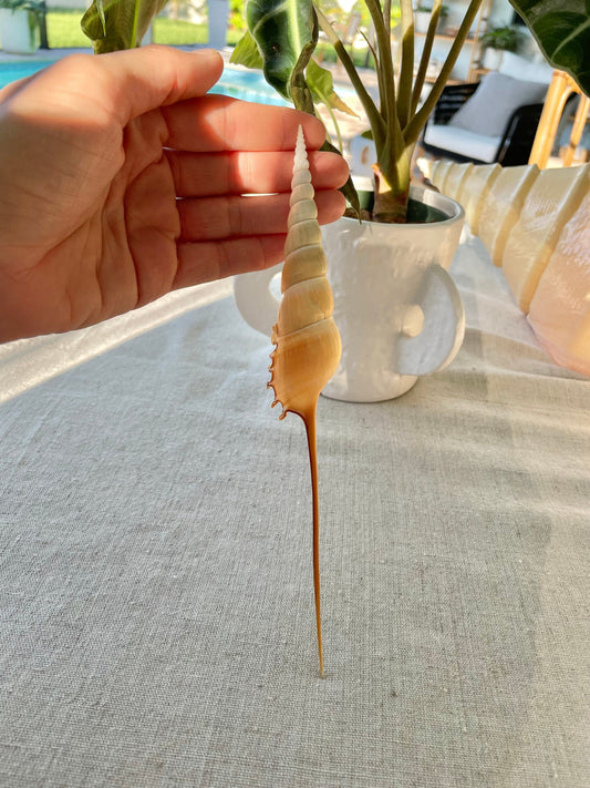 SHINBONE TIBIA Shells *All Sizes* Unique Collectors Seashells Coastal Décor