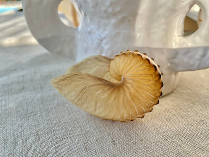 BROWN PAPER NAUTILUS Shell 2.5-3" X-Large Display Seashell Beach Nautical Décor Brown Argonaut
