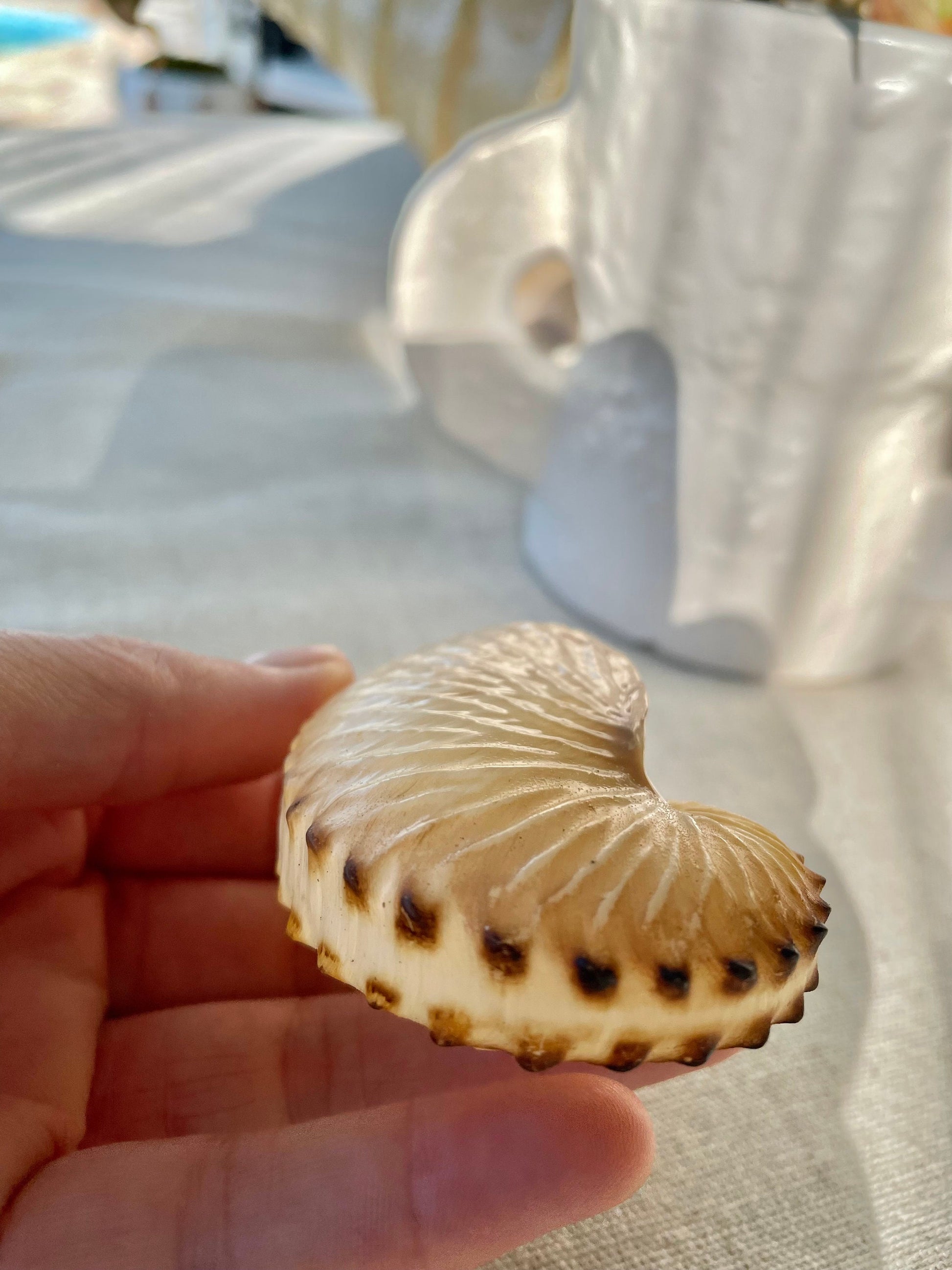 BROWN PAPER NAUTILUS Shell 2.5-3" X-Large Display Seashell Beach Nautical Décor Brown Argonaut