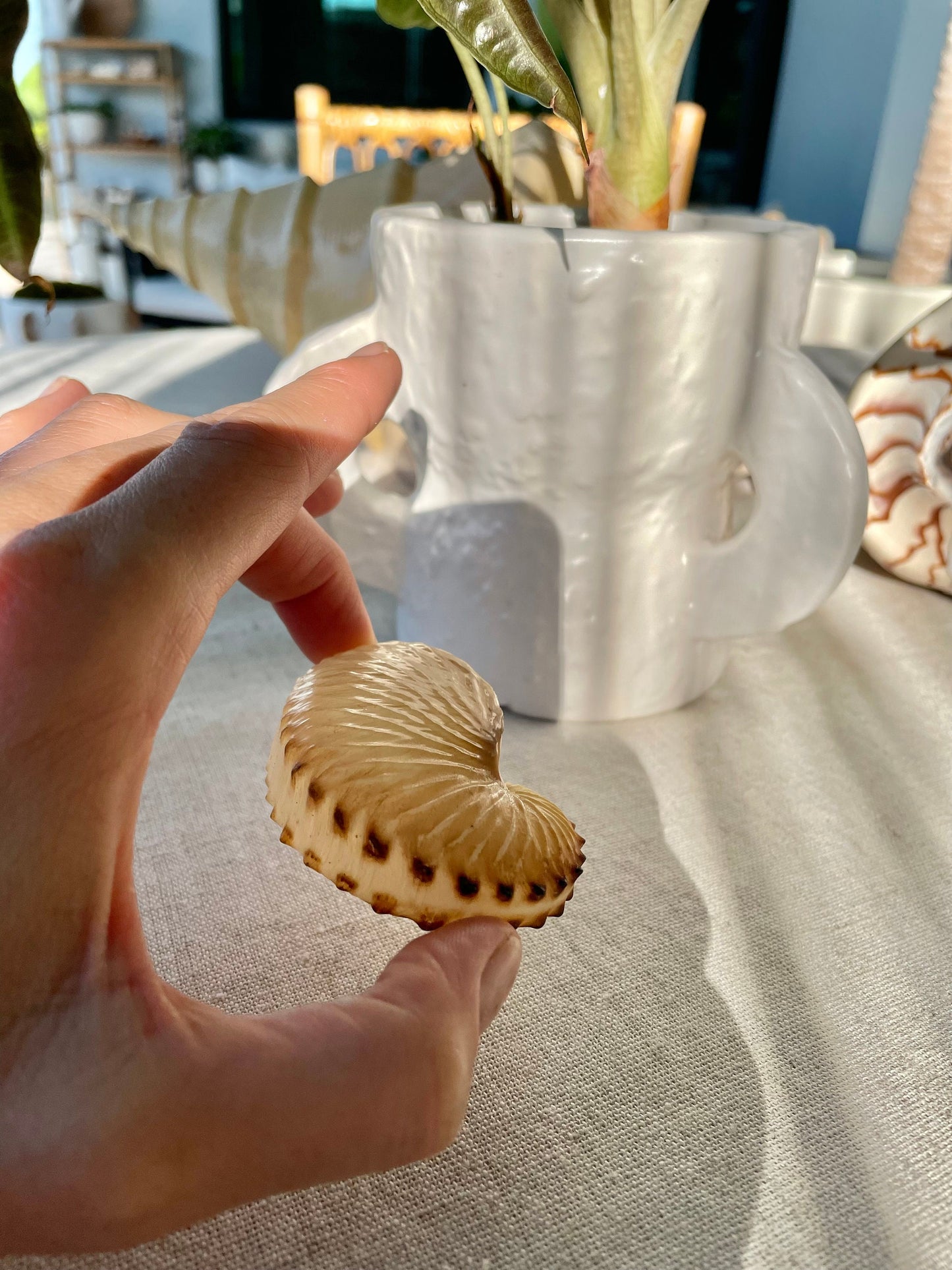 BROWN PAPER NAUTILUS Shell 2.5-3" X-Large Display Seashell Beach Nautical Décor Brown Argonaut