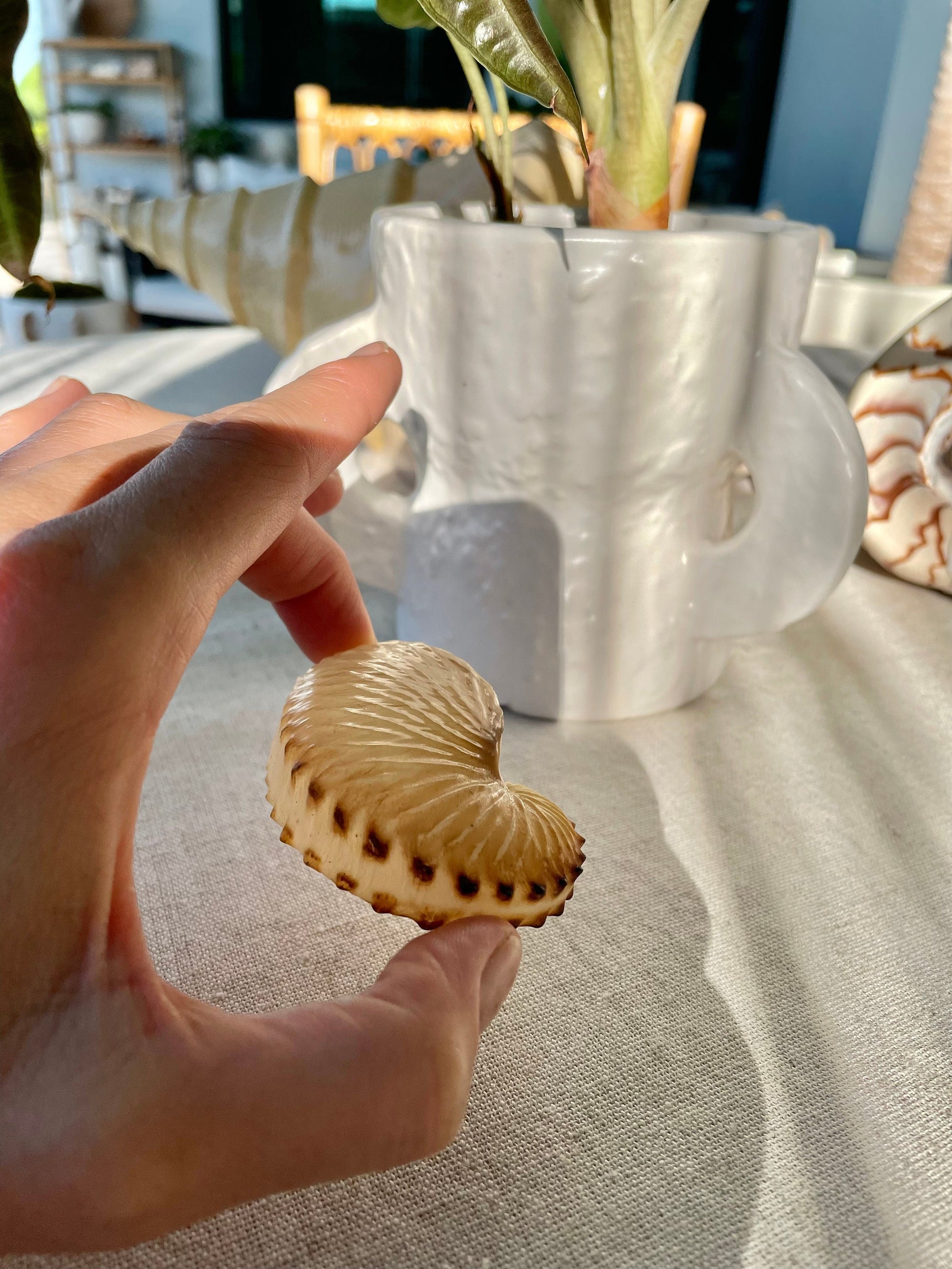 BROWN PAPER NAUTILUS Shell 2.5-3" X-Large Display Seashell Beach Nautical Décor Brown Argonaut