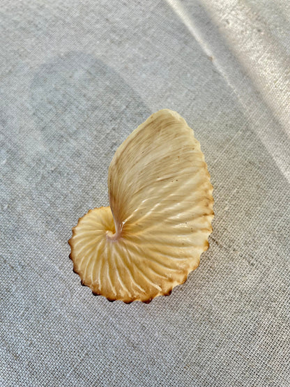 BROWN PAPER NAUTILUS Shell 2.5-3" X-Large Display Seashell Beach Nautical Décor Brown Argonaut