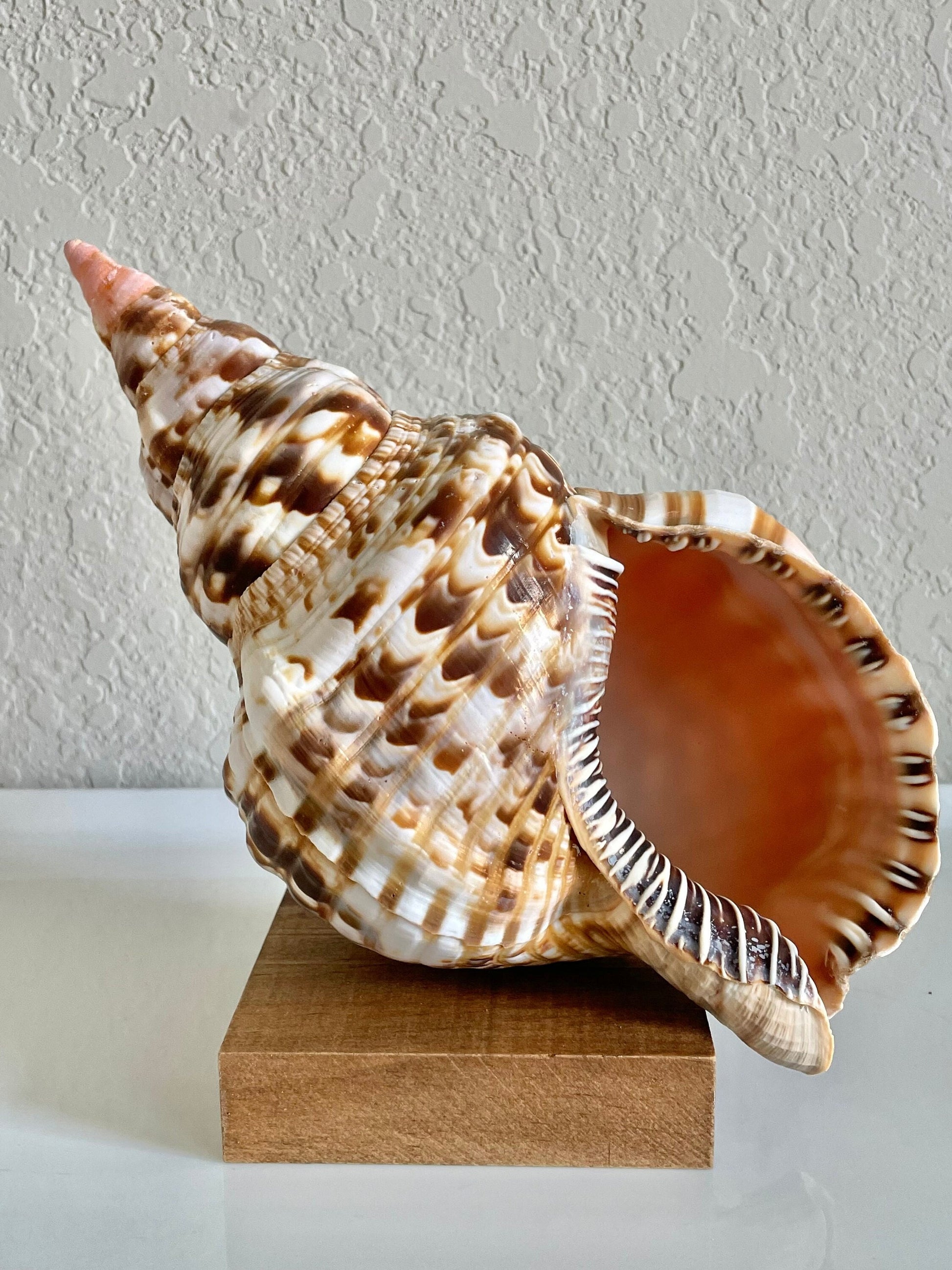 CARIBBEAN TRITON TRUMPET *All Sizes* Natural Brown White Pattered Display Seashell Coastal Beach Home Décor