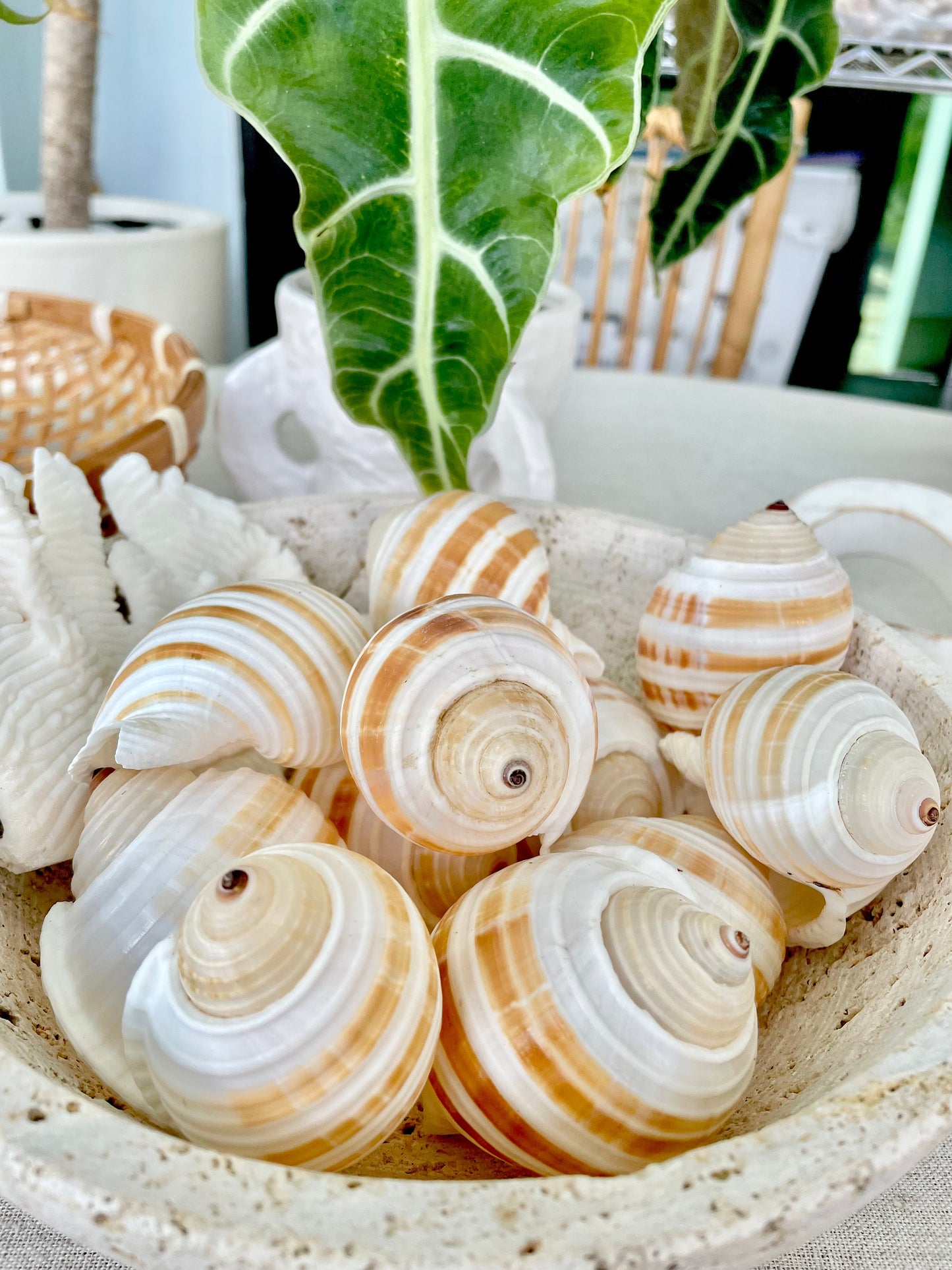 STRIPED TONNA SULOSA Shells 2-4" *Set of 3* Natural Brown White Display Seashells Coastal Beach Home Décor