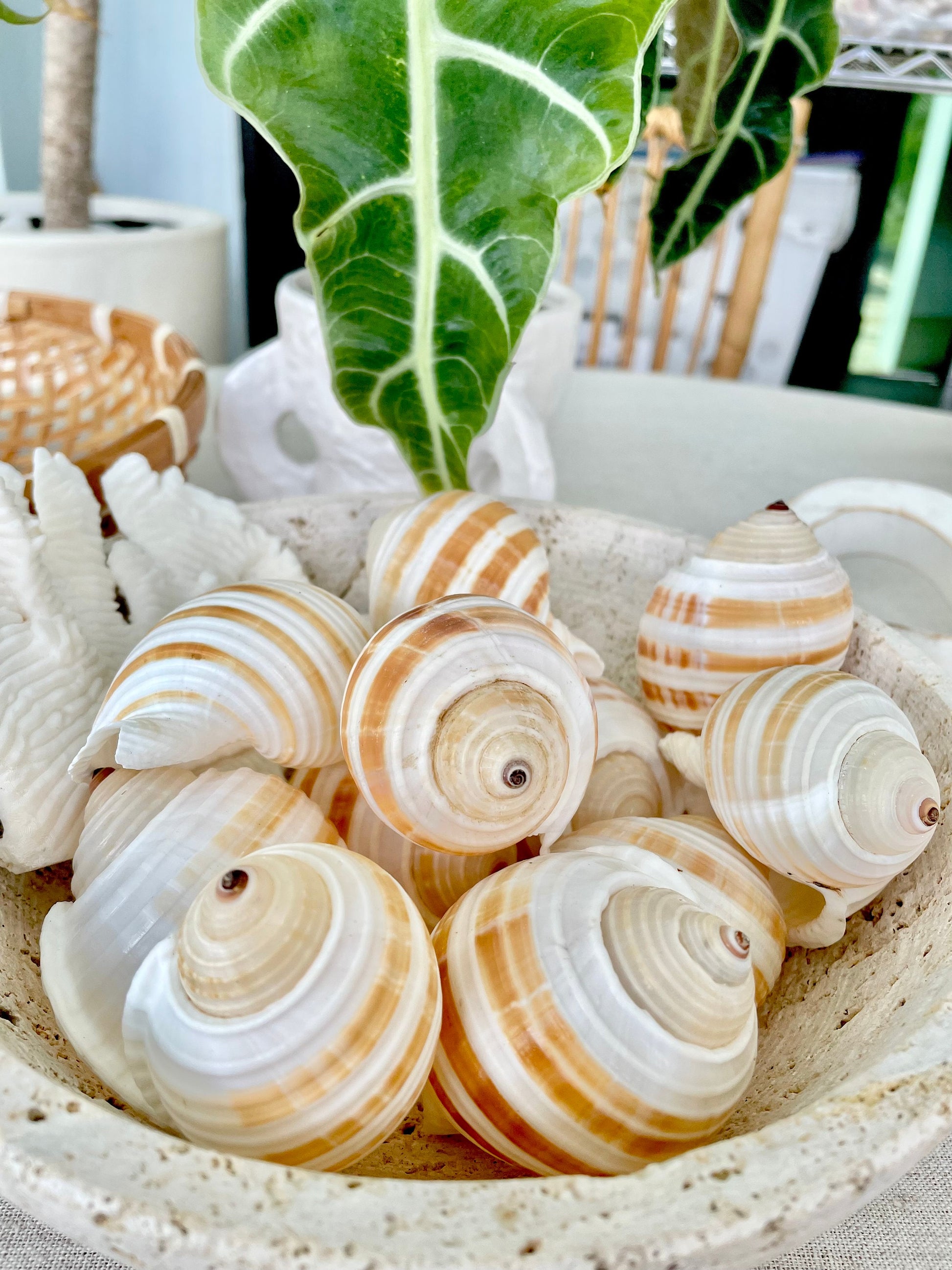 STRIPED TONNA SULOSA Shells 2-4" *Set of 3* Natural Brown White Display Seashells Coastal Beach Home Décor