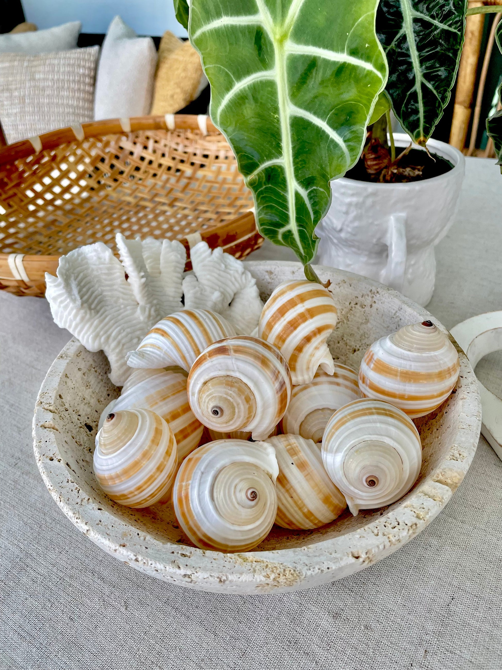 STRIPED TONNA SULOSA Shells 2-4" *Set of 3* Natural Brown White Display Seashells Coastal Beach Home Décor