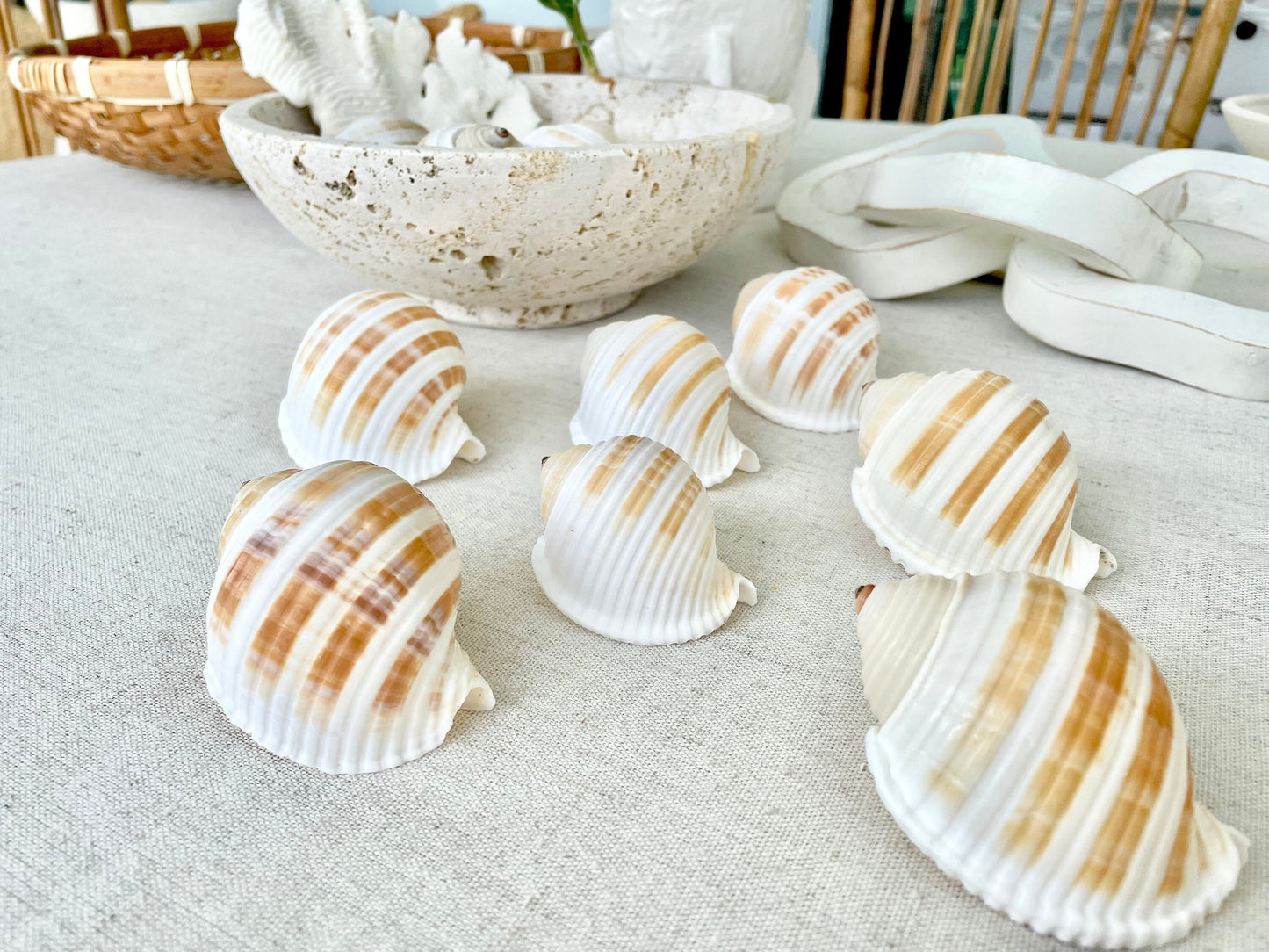 STRIPED TONNA SULOSA Shells 2-4" *Set of 3* Natural Brown White Display Seashells Coastal Beach Home Décor