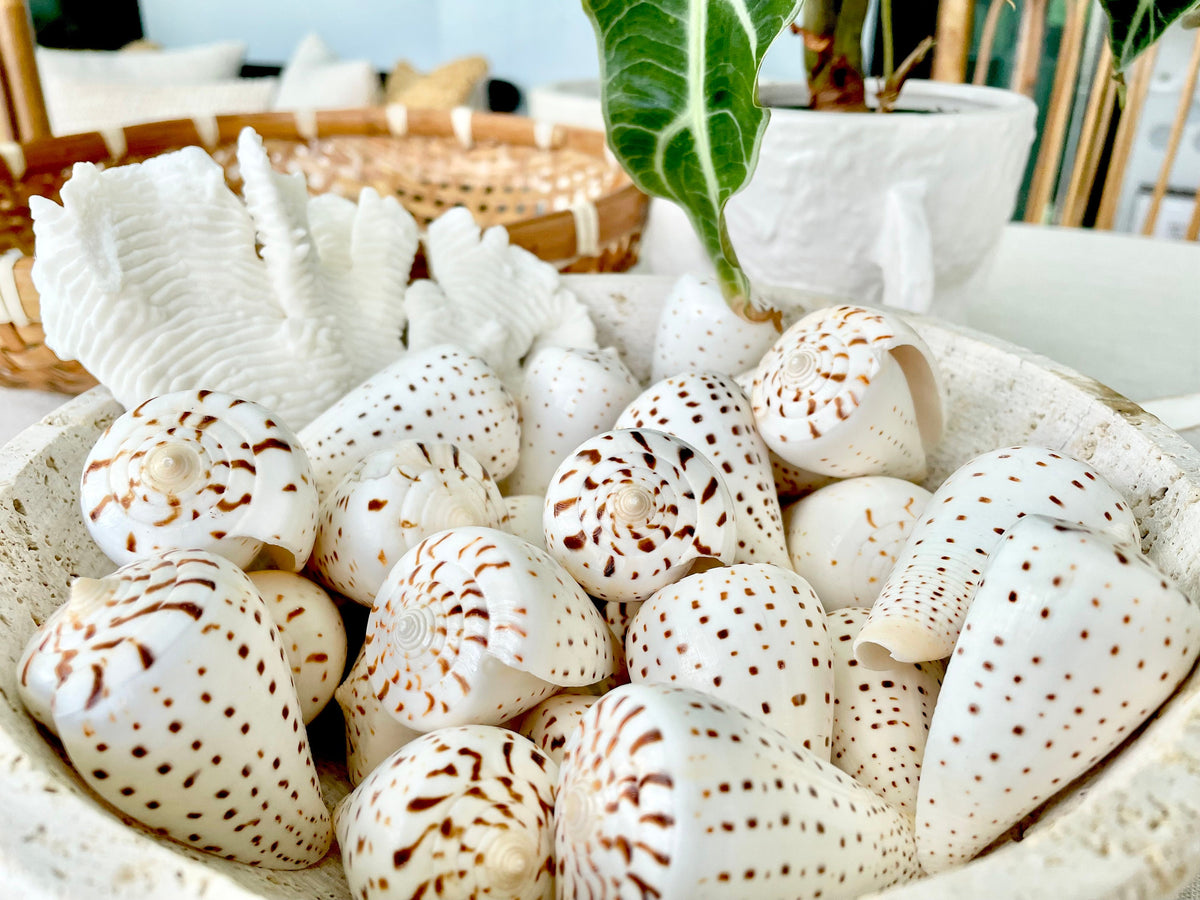 Betuline Cone Seashell: White Shell with Brown Spots, Nautical Decor (2-3")
