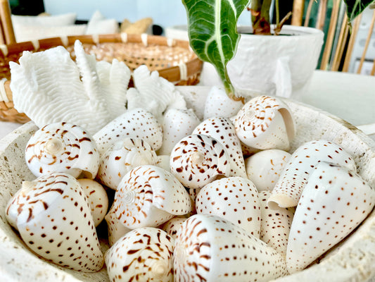 Betuline Cone Seashell: White Shell with Brown Spots, Nautical Decor (2-3")