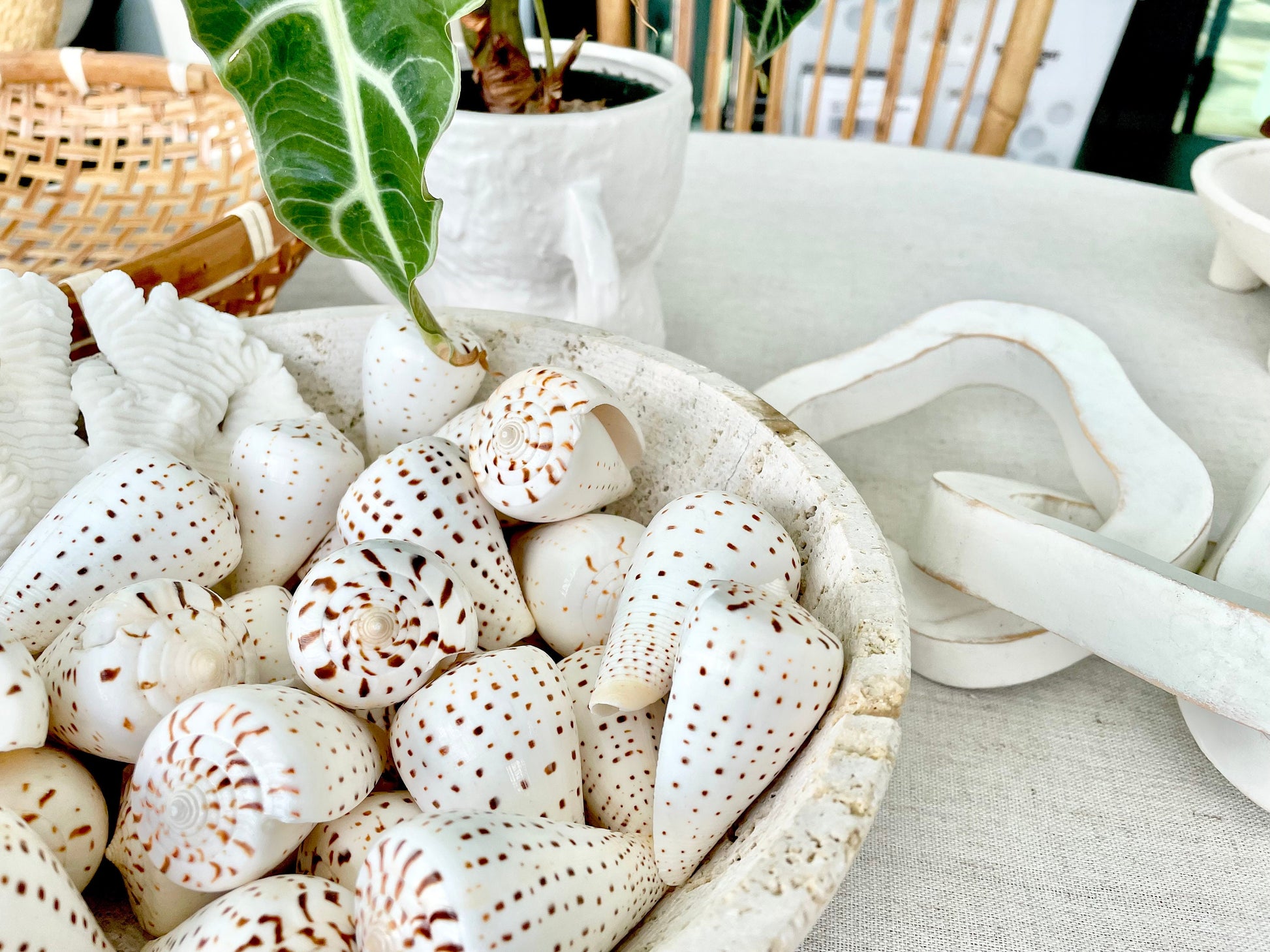 Betuline Cone Seashell: White Shell with Brown Spots, Nautical Decor (2-3")