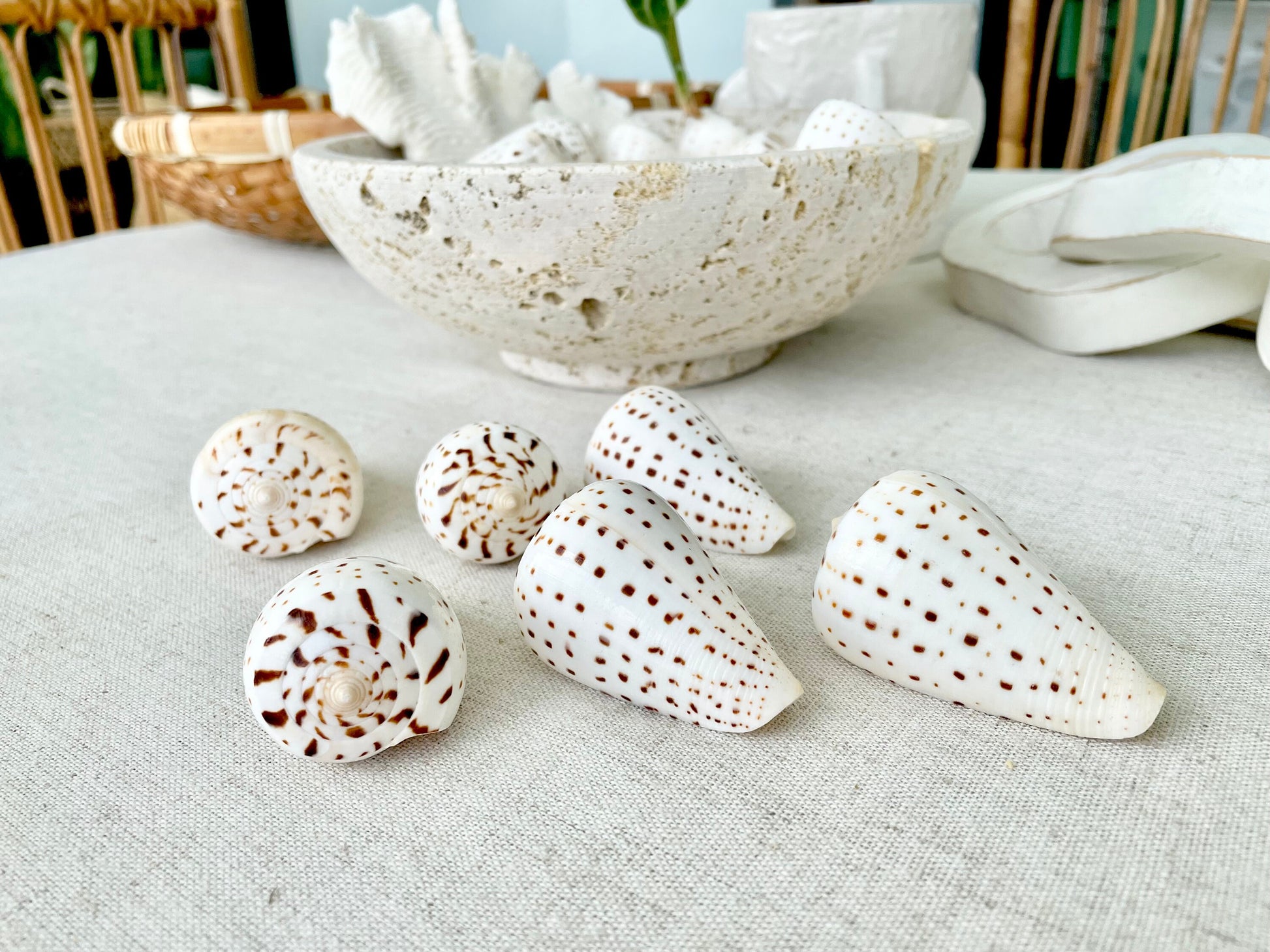 BETULINE CONE SHELLS 2-3" *You Choose Quantity* White Brown Spots Natural Craft Display Seashells Betulinus f. Tabulata