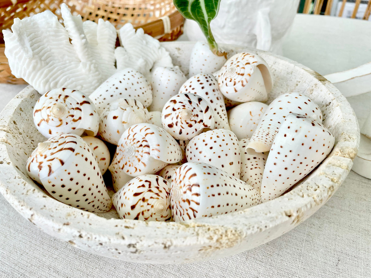 Betuline Cone Seashell: White Shell with Brown Spots, Nautical Decor (2-3")