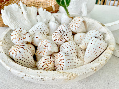 Betuline Cone Seashell: White Shell with Brown Spots, Nautical Decor (2-3")