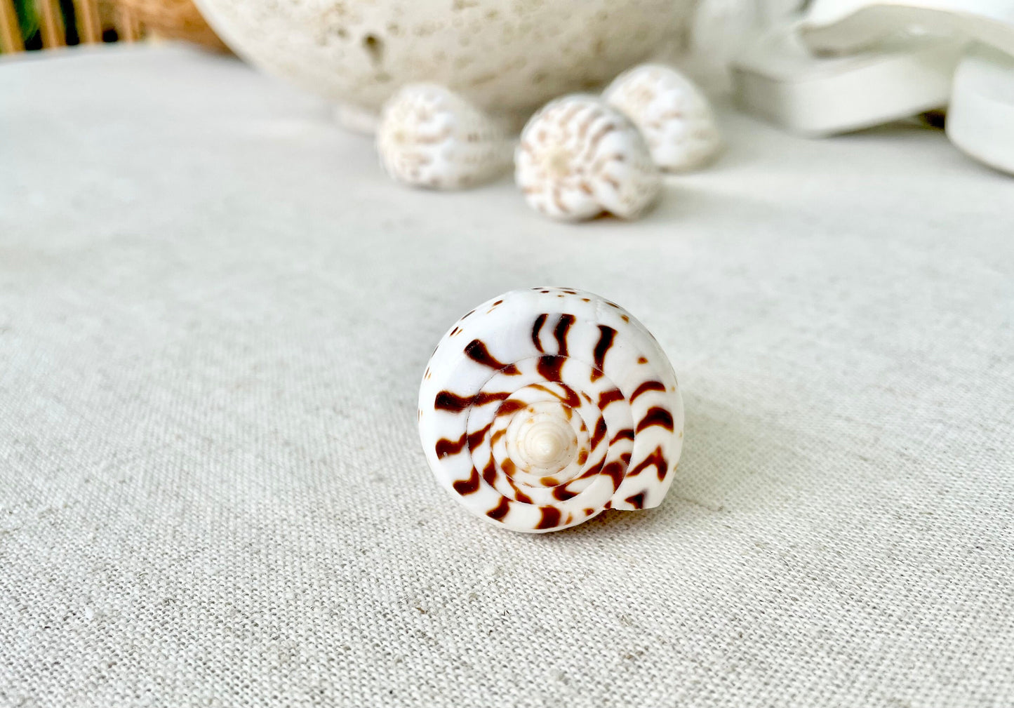 BETULINE CONE SHELLS 2-3" *You Choose Quantity* White Brown Spots Natural Craft Display Seashells Betulinus f. Tabulata