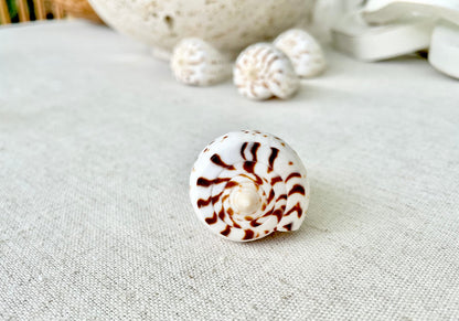 BETULINE CONE SHELLS 2-3" *You Choose Quantity* White Brown Spots Natural Craft Display Seashells Betulinus f. Tabulata