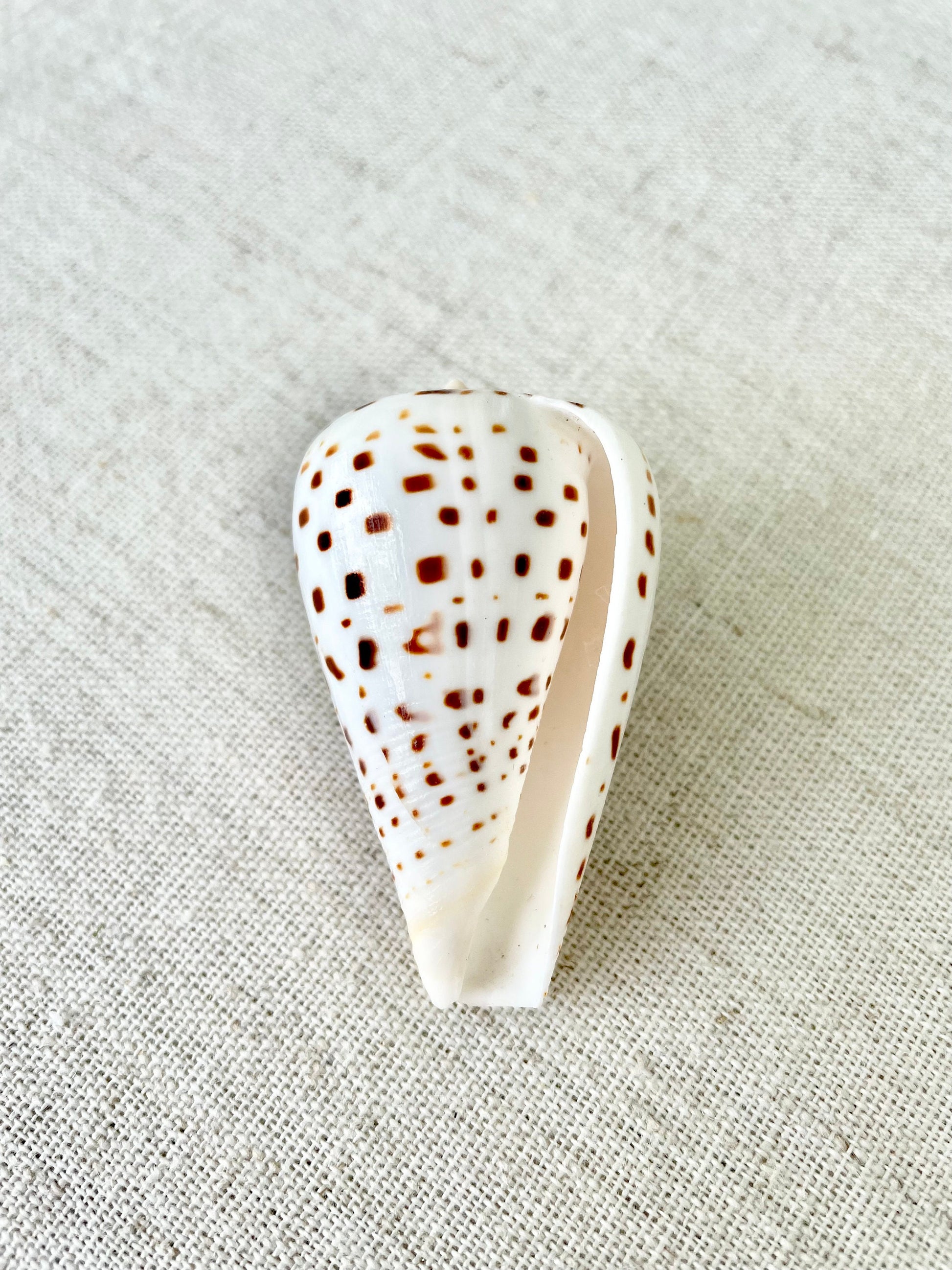 BETULINE CONE SHELLS 2-3" *You Choose Quantity* White Brown Spots Natural Craft Display Seashells Betulinus f. Tabulata