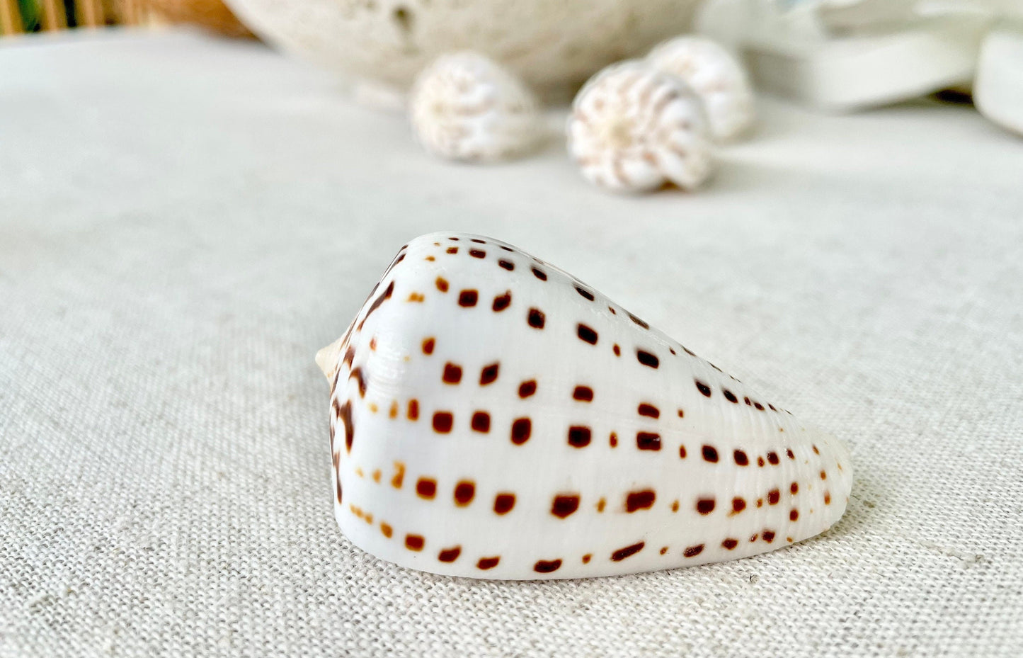 BETULINE CONE SHELLS 2-3" *You Choose Quantity* White Brown Spots Natural Craft Display Seashells Betulinus f. Tabulata