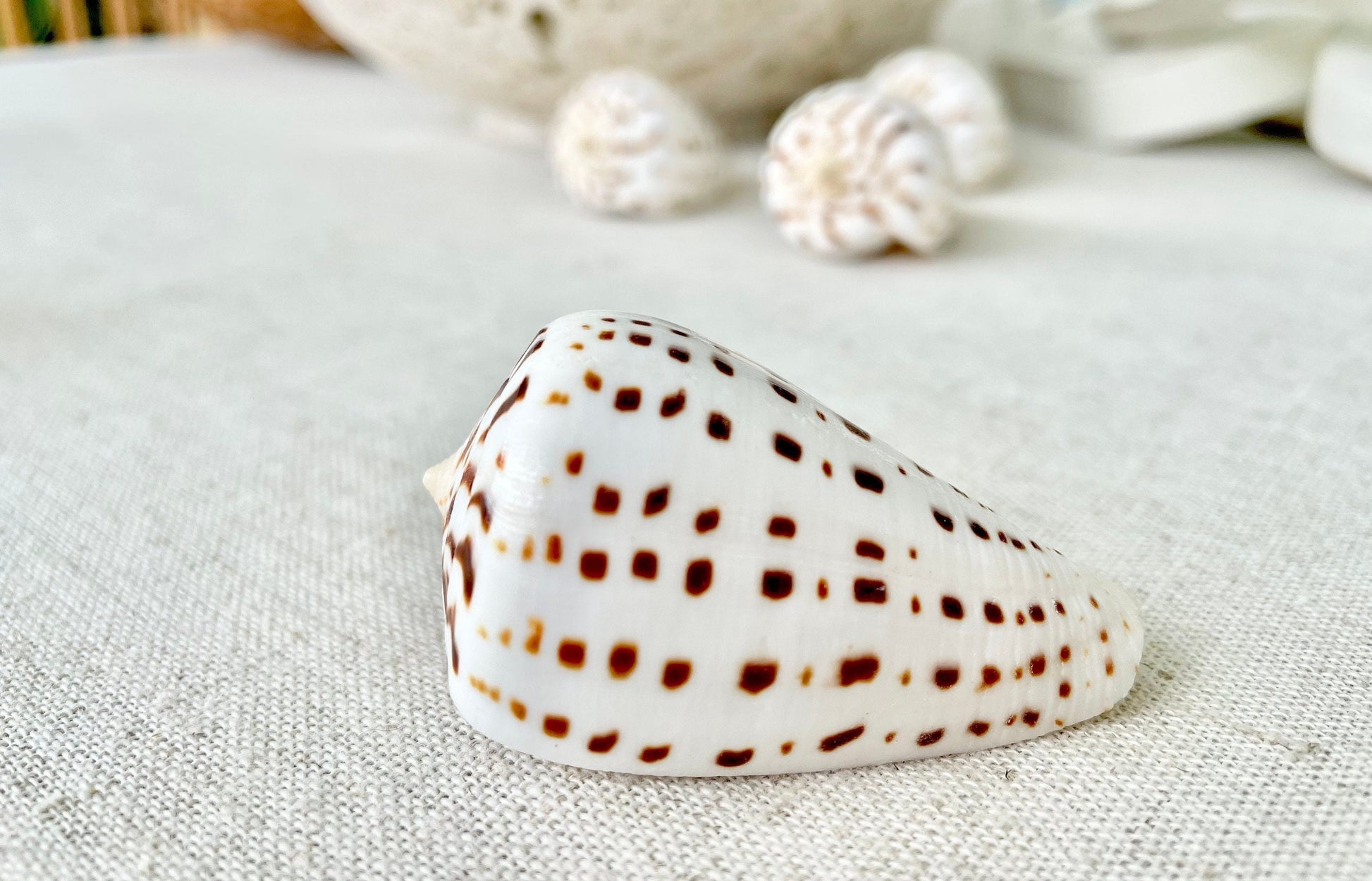 BETULINE CONE SHELLS 2-3" *You Choose Quantity* White Brown Spots Natural Craft Display Seashells Betulinus f. Tabulata