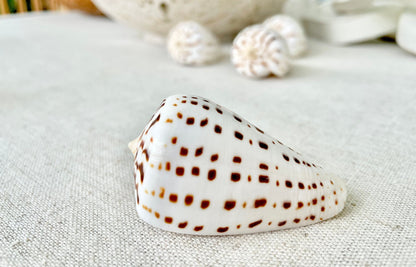 BETULINE CONE SHELLS 2-3" *You Choose Quantity* White Brown Spots Natural Craft Display Seashells Betulinus f. Tabulata