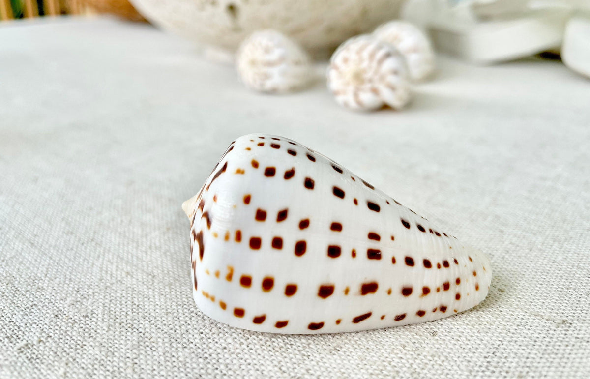 Betuline Cone Seashell: White Shell with Brown Spots, Nautical Decor (2-3")