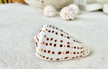 Betuline Cone Seashell: White Shell with Brown Spots, Nautical Decor (2-3")