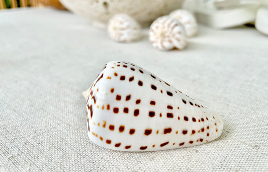 Betuline Cone Seashell: White Shell with Brown Spots, Nautical Decor (2-3")