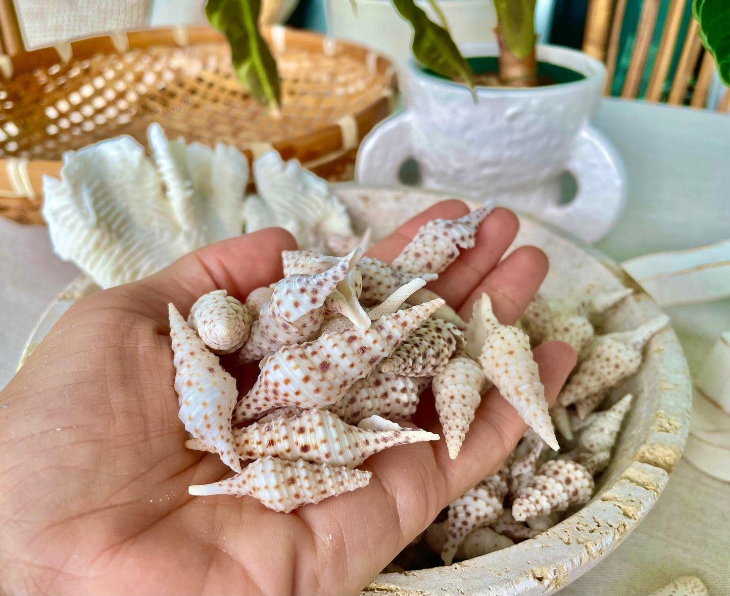 TURRIS BABYLONIA SHELLS 1.25-2.25" *You Choose Quantity* Natural White Brown Spots Small Craft Shells Coastal Beach Décor