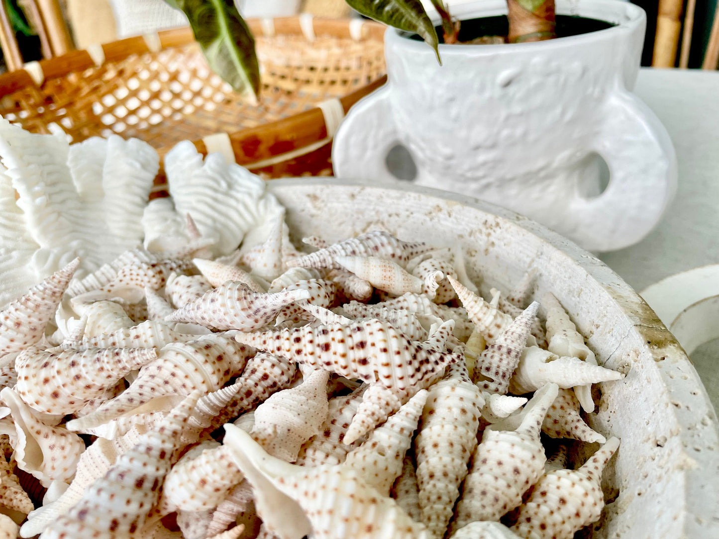 TURRIS BABYLONIA SHELLS 1.25-2.25" *You Choose Quantity* Natural White Brown Spots Small Craft Shells Coastal Beach Décor