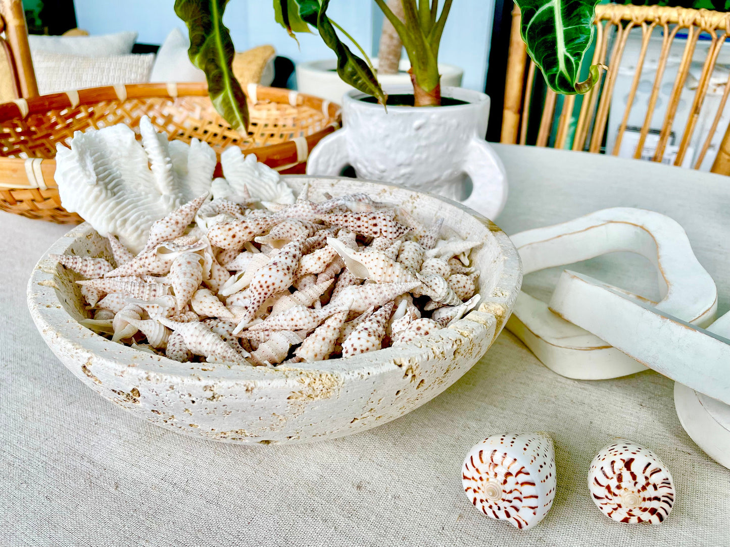 TURRIS BABYLONIA SHELLS 1.25-2.25" Long *You Choose Quantity* White Brown Spots Small Craft Shells