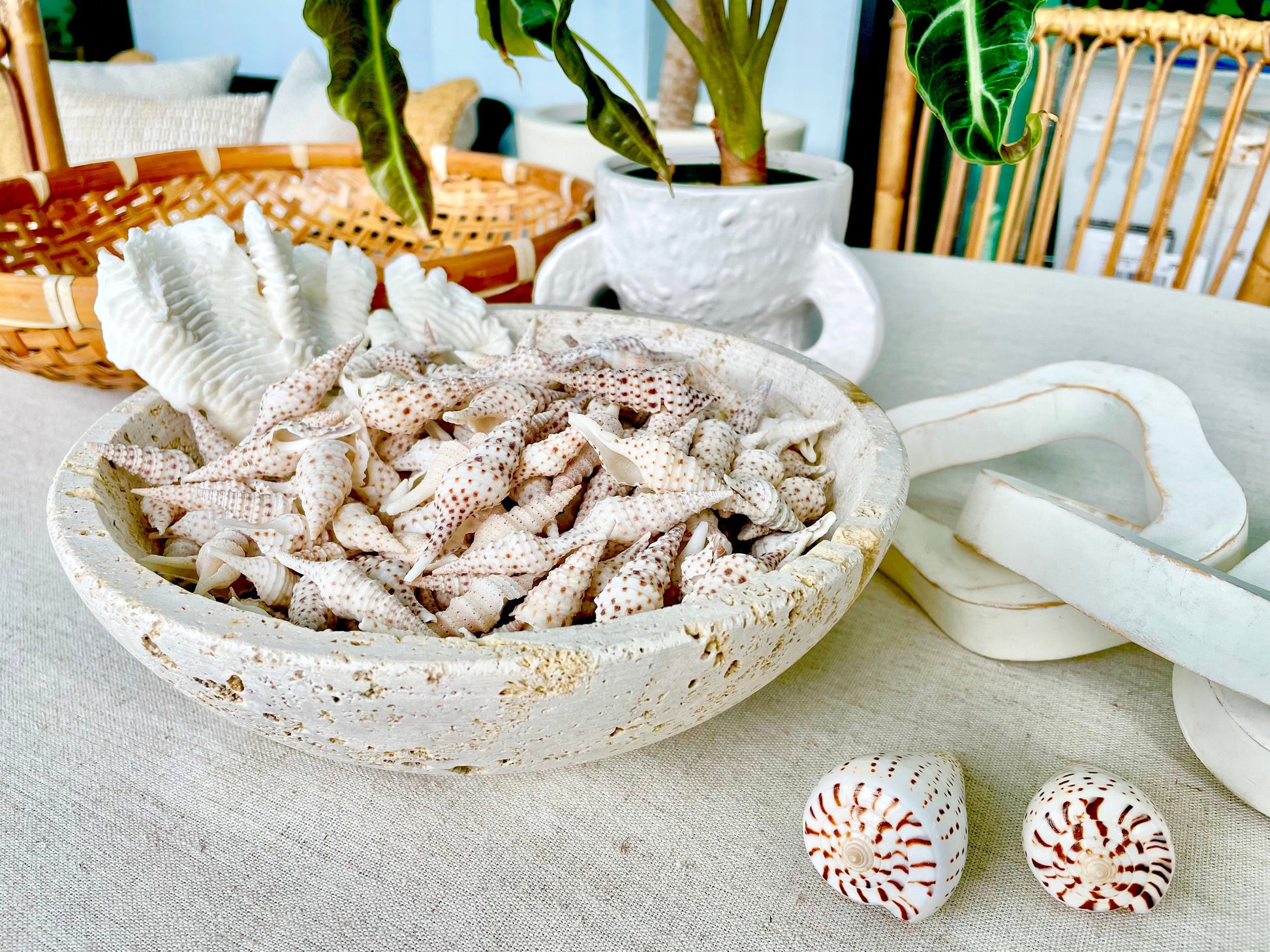 TURRIS BABYLONIA SHELLS 1.25-2.25" Long *You Choose Quantity* White Brown Spots Small Craft Shells