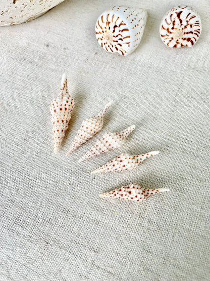 TURRIS BABYLONIA SHELLS 1.25-2.25" *You Choose Quantity* Natural White Brown Spots Small Craft Shells Coastal Beach Décor