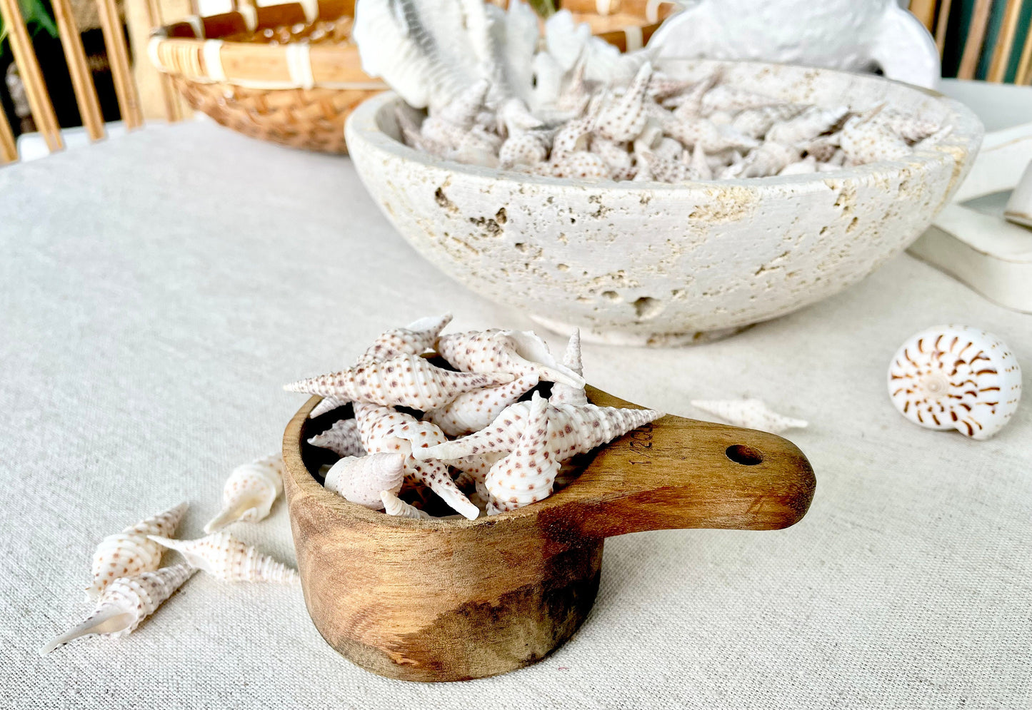TURRIS BABYLONIA SHELLS 1.25-2.25" *You Choose Quantity* Natural White Brown Spots Small Craft Shells Coastal Beach Décor