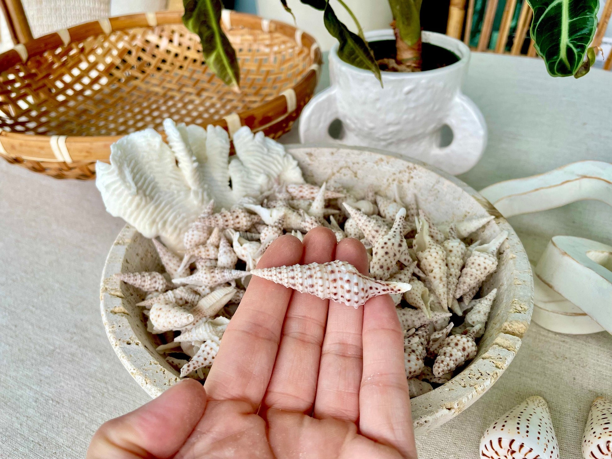 TURRIS BABYLONIA SHELLS 1.25-2.25" *You Choose Quantity* Natural White Brown Spots Small Craft Shells Coastal Beach Décor