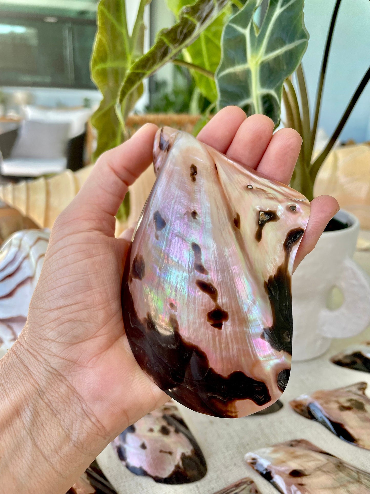 Brown Lip Mother of Pearl Polished Oyster Shell, 4-5" Wing Shaped Craft Seashell