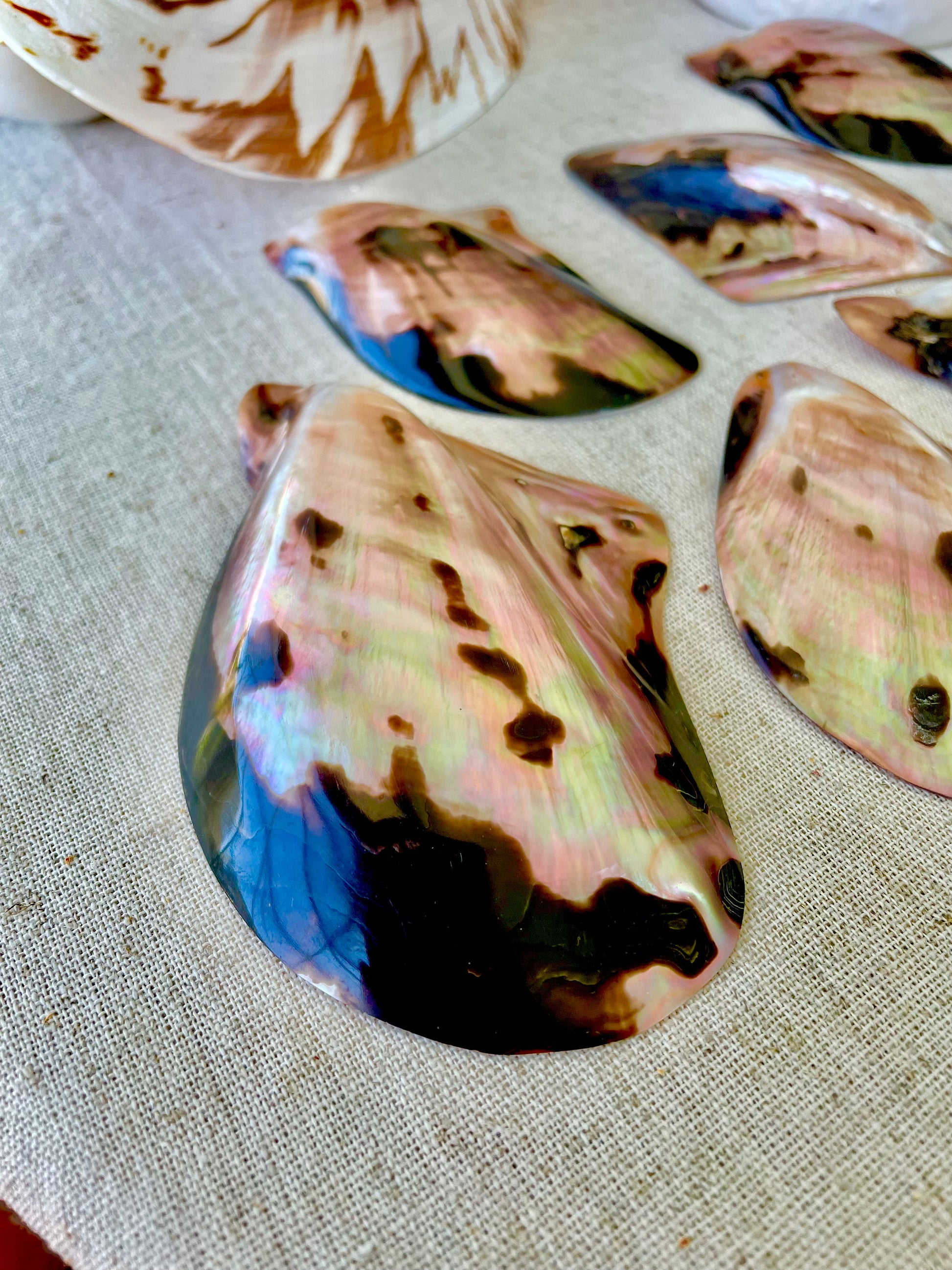 Brown Lip Mother of Pearl Polished Oyster Shell, 4-5" Wing Shaped Craft Seashell