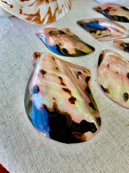 Brown Lip Mother of Pearl Polished Oyster Shell, 4-5" Wing Shaped Craft Seashell